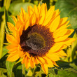 Sonnenblume