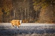 landwirtschaftliche Tierhaltung