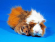 Tierfreunde_117338