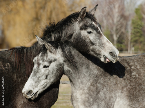 Photo: horses horses