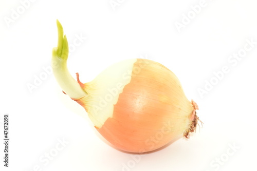 Photo: Cebolla con brote Cebolla con brote