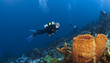 Diver and Orange Sponges in St Lucia