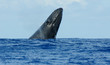 breaching humpback whale in the south pacific