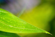 Photo: close up of green leaf with water drops close up of green leaf with water drops