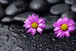 Photo: Still life with two gerbera and wet stones Still life with two gerbera and wet stones