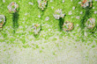 Photo: Flower background with bud Flower background with bud