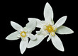 Edelweiss 7