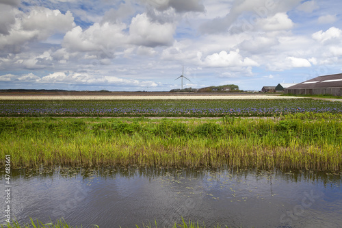 Photo: Dutch tulip farm Dutch tulip farm