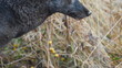 Rare Black Coyote Tilt