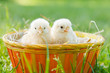 two baby chicken in a basket