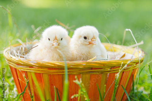 Photo: two baby chicken in a basket two baby chicken in a basket