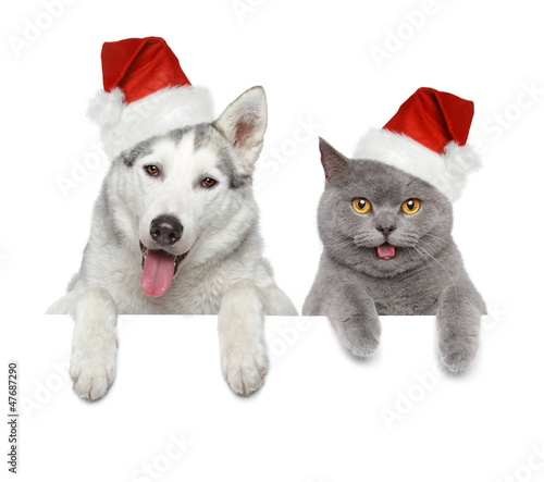 Photo: Dog and cat in Santa red hats Dog and cat in Santa red hats