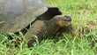 Riesenschildkröte frißt Gras