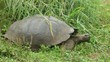 Riesenschildkröte mit Vogel