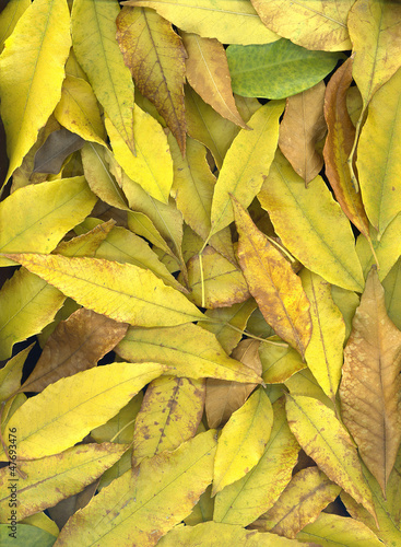 Photo: autumn leaves frame autumn leaves frame