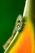 Jackson's Chameleon tail  on a Heliconia tropical flower
