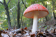 Photo: fly agaric (Amanita muscaria) fly agaric (Amanita muscaria)