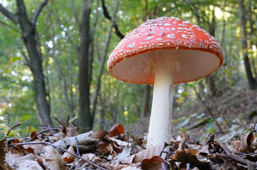 Photo: fly agaric (Amanita muscaria) fly agaric (Amanita muscaria)
