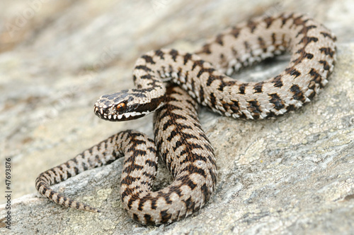 Photo: european adder (Vipera berus) european adder (Vipera berus)