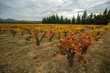 Beautiful vineyard landscape view