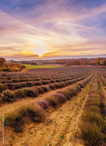 Photo: Colorful sky over lavender field Colorful sky over lavender field