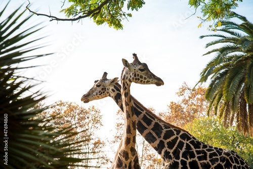 Photo: Two beautiful giraffes Two beautiful giraffes