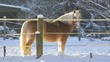 Video: Pferde im Schnee Pferde im Schnee