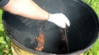 hand white glove hold smoke tench fish smoke house barrel