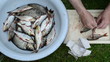 Hand salt fresh raw roach fish put it in metal bowl