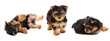 Yorkshire terrier puppy on white