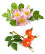 Dog rose flower and fruits