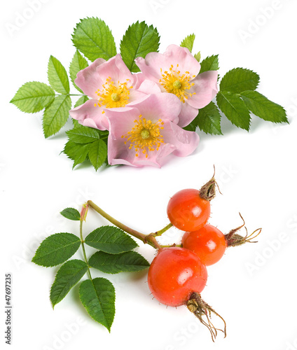 Photo: Dog rose flower and fruits Dog rose flower and fruits