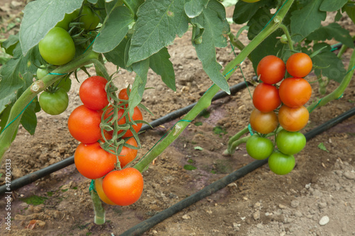 Photo: Tomatoes growing in a greenhouse Tomatoes growing in a greenhouse
