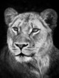 Foto: Löwenportrait in b/w Löwenportrait in b/w