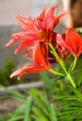 a flower bed of orange lillies