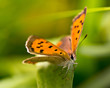 Butterfly Warming its Wings in the Sun