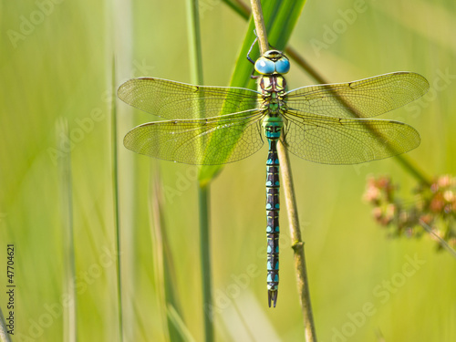 Photo: Dragonfly Resting on a Leaf Dragonfly Resting on a Leaf