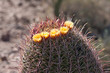 flowering barrel cactus