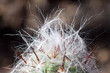 fuzzy