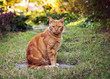 Photo: an orange cat sitting in a garden. an orange cat sitting in a garden.