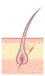 Hair bulb
