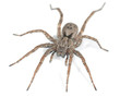 Wolf spider isolated on white background, macro photo