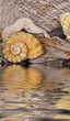 Muscheln