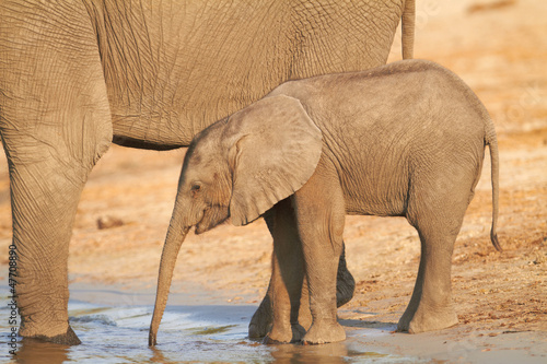 Photo: African Elephants African Elephants