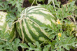 Photo: Watermelon Watermelon
