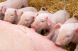 Newborn piglets suck the breasts of his mother.