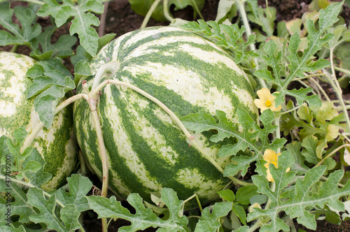Photo: Watermelon Watermelon