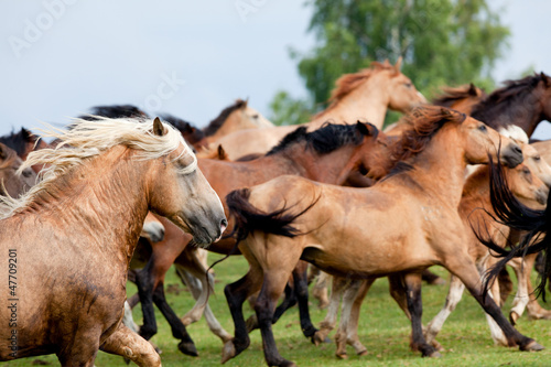 Photo: Group of horses runs in landscape Group of horses runs in landscape