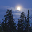 Full moon shining over forest