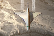Concorde beim Überflug der Alpen